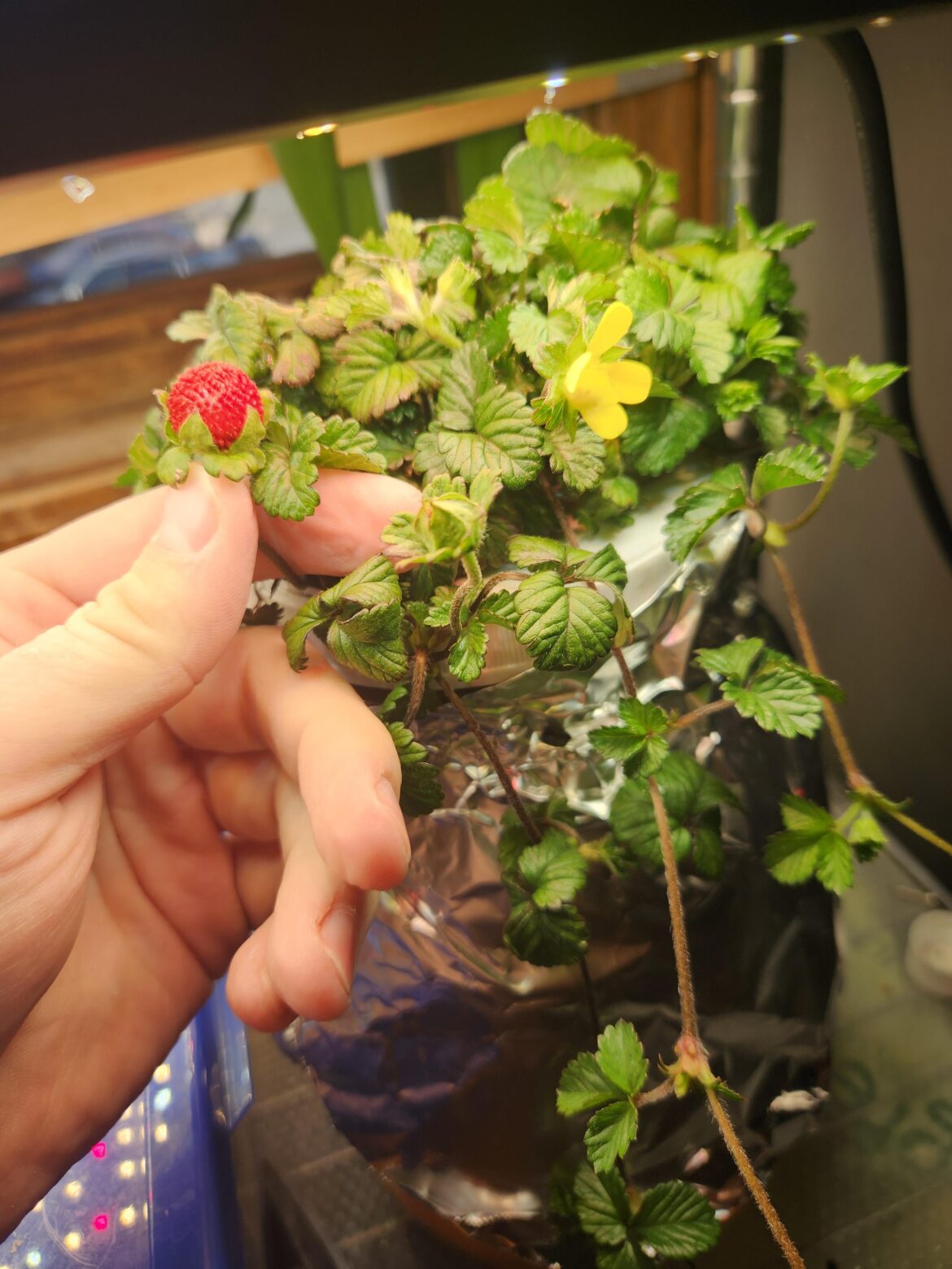 Small update to the Mock Strawberry breeding program Small update to the Mock Strawberry breeding program