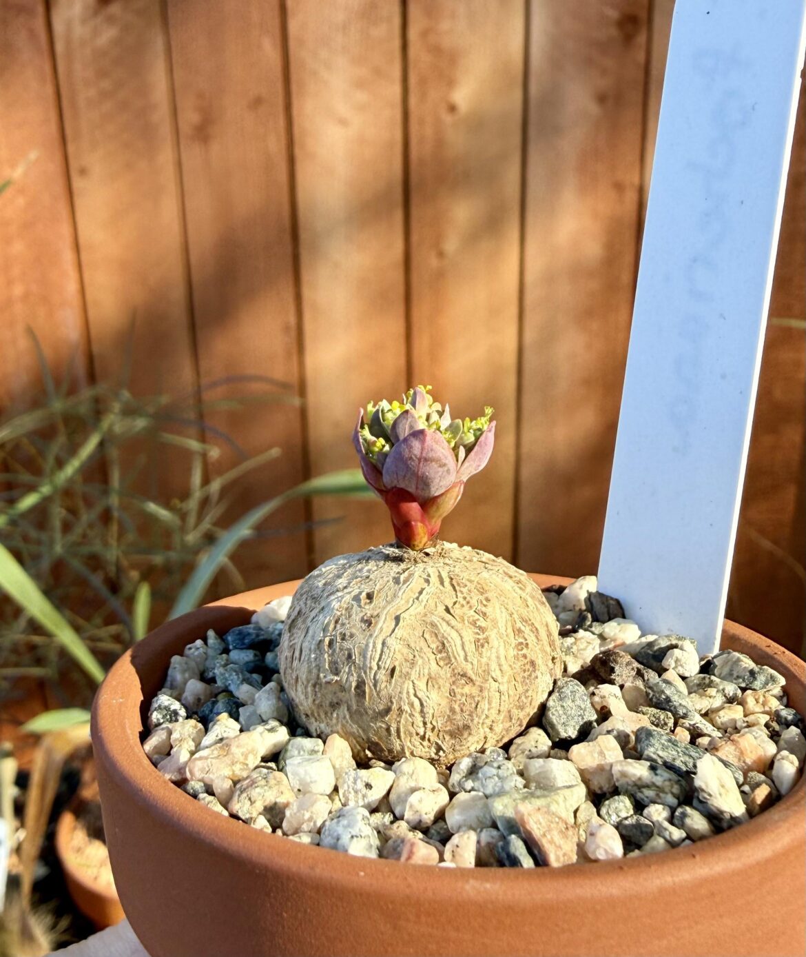 Euphorbia fischeriana