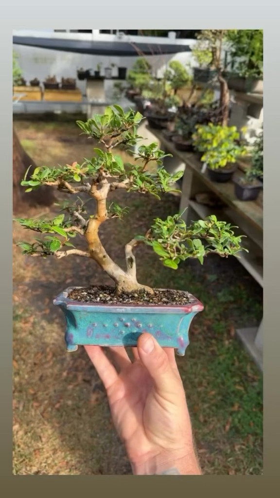 Dwarf Simpson Stopper, FL native