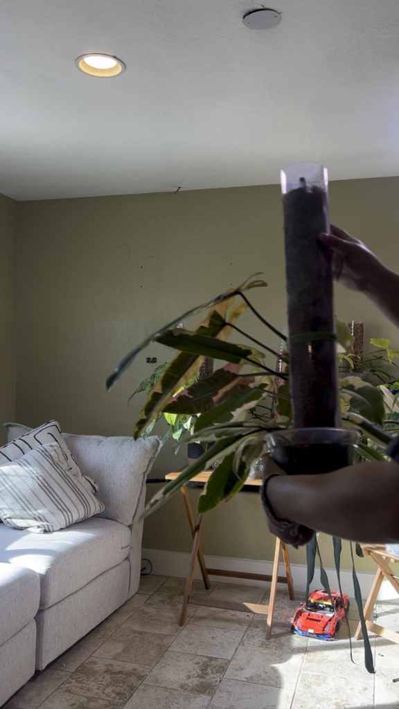 Philodendron Atabapoense White Variegated