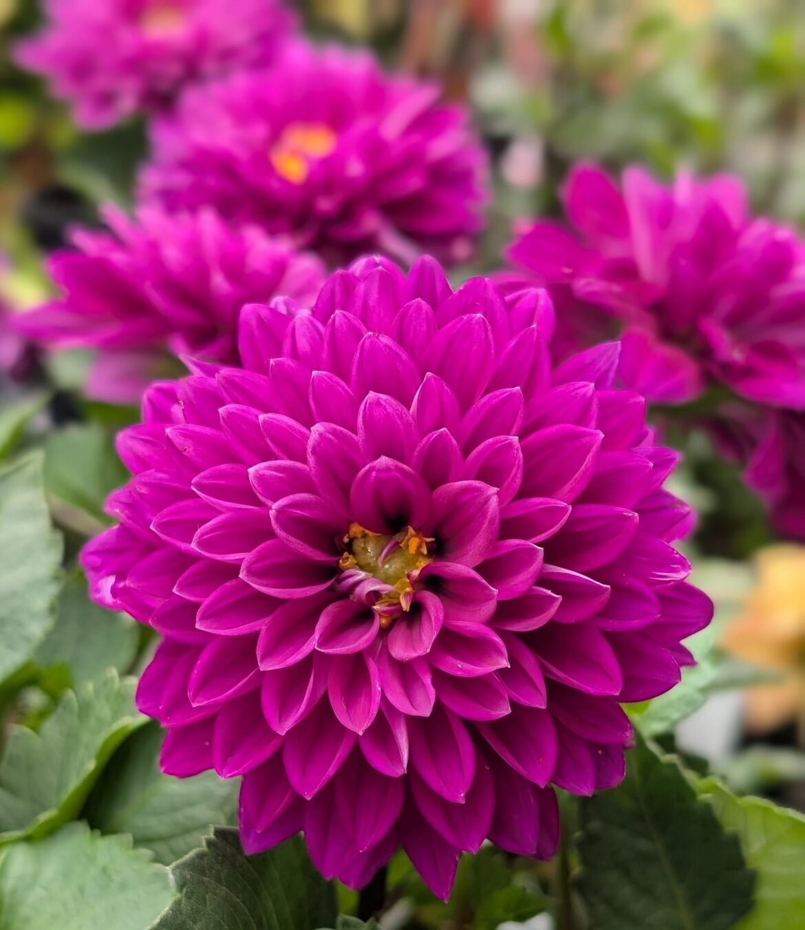 Dahlia