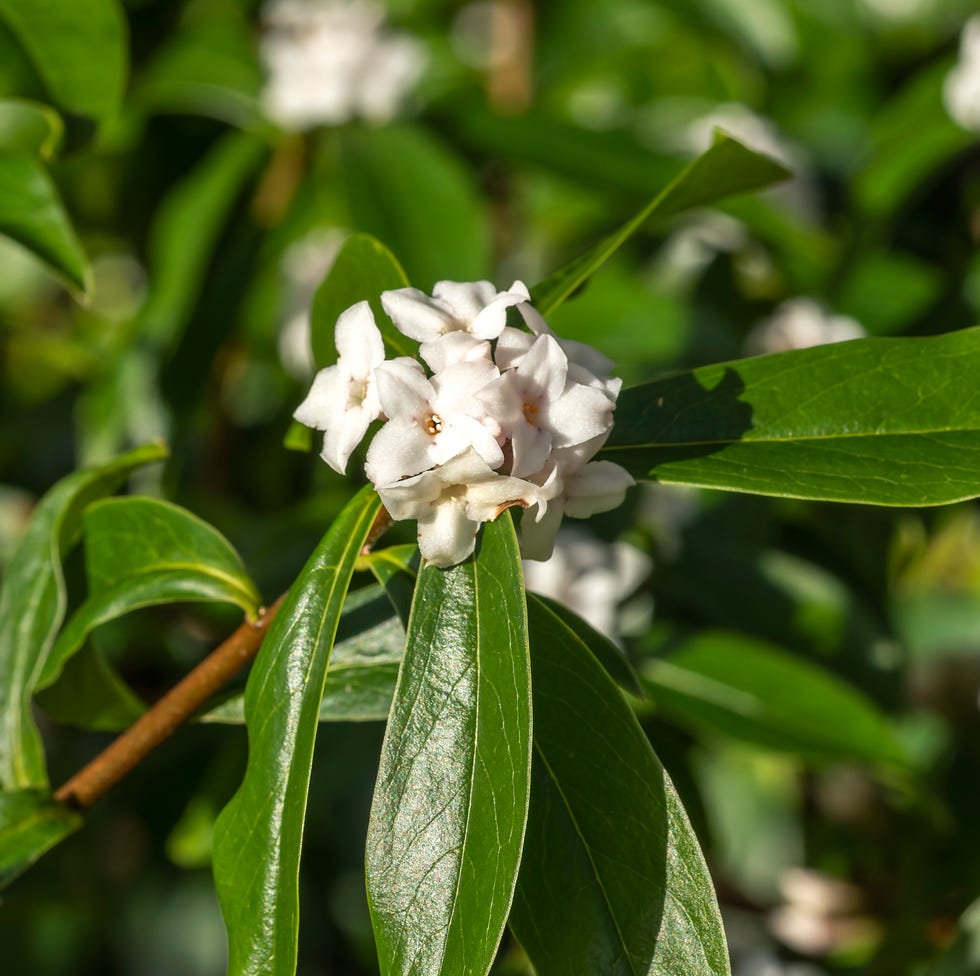 Daphne 'Spring Herald' daphne bholua 'spring herald' an evergreen winter and spring flowering plant shrub