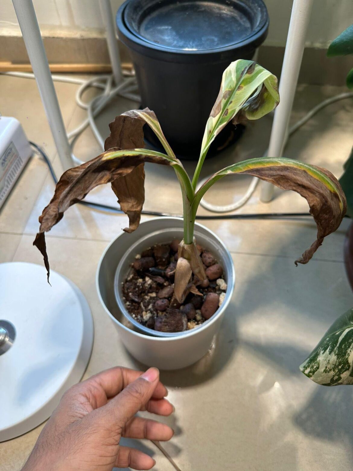 How to save this variegated banana plant.