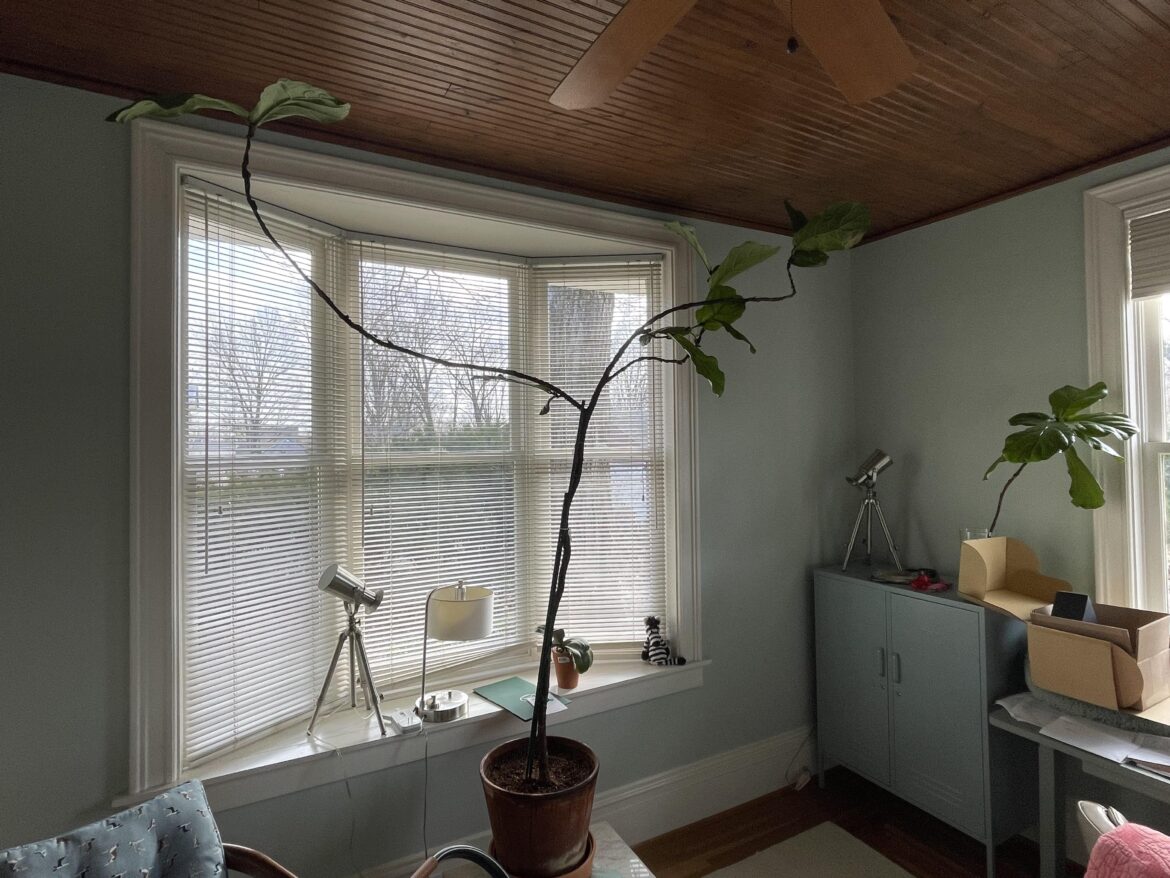 What do I need to do to revive?