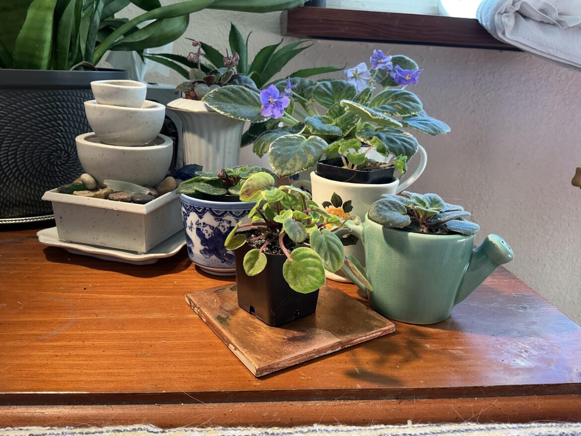 Happy holidays from the NOID family!