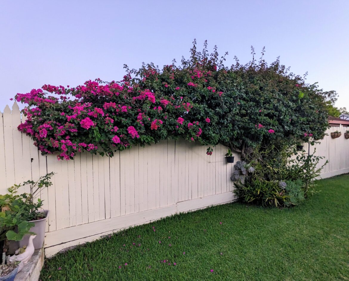 My neighbour's bougainvillea in Brisbane