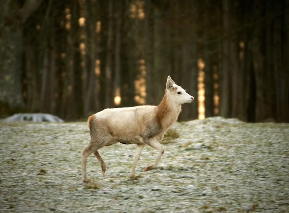 White deer at Culzean Castle, Ayrshire (Alamy/PA)