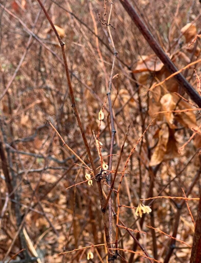 Western NC. Knotweed or something else?