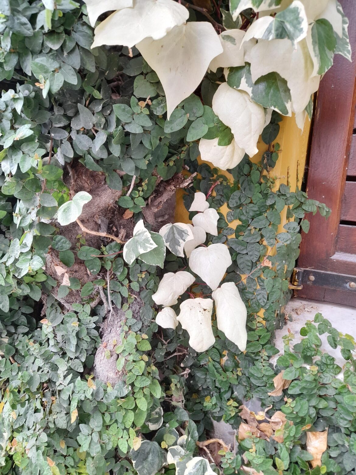 What plant is it exactly? Are purple stems and white leaves common, or what causes them? What plant is it exactly? Are purple stems and white leaves common, or what causes them?