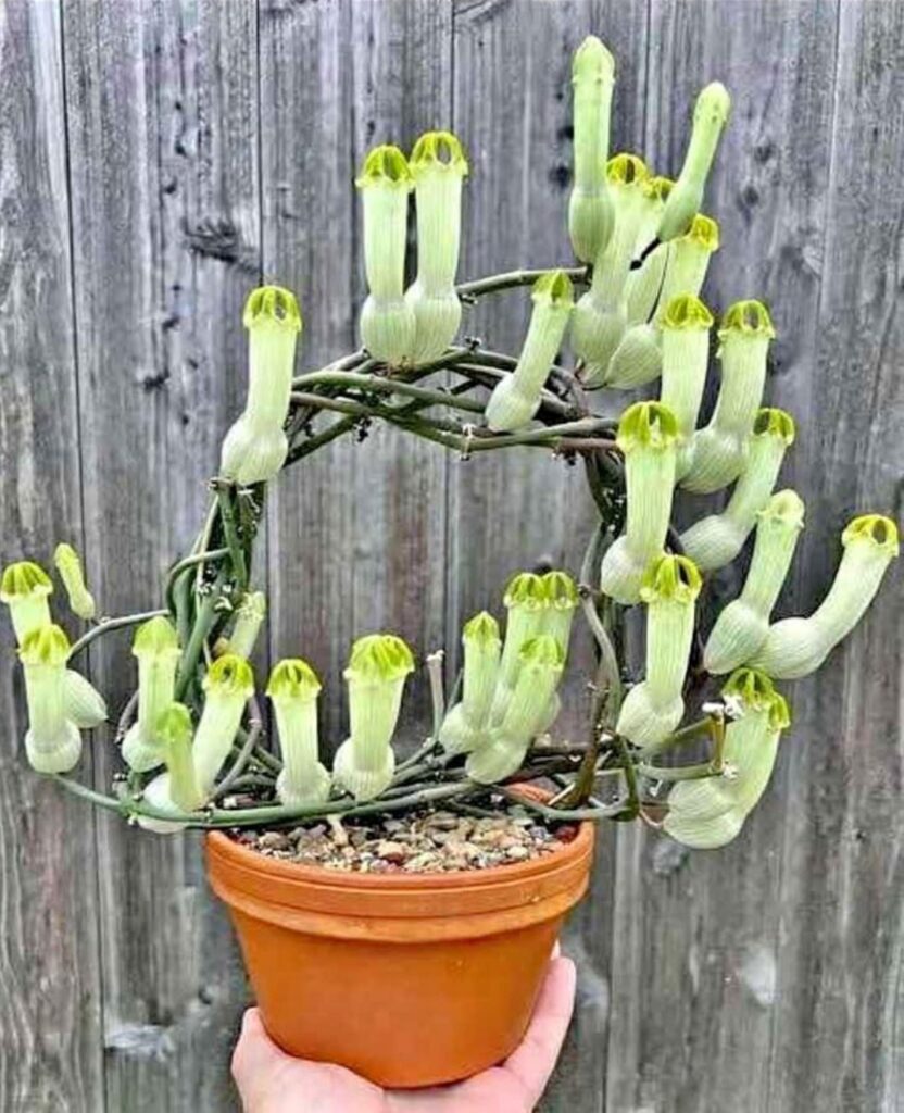 Saw this on Marketplace. I don't know how I feel about it.