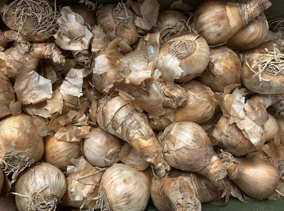 Daffodil bulbs for planting (Alamy/PA)