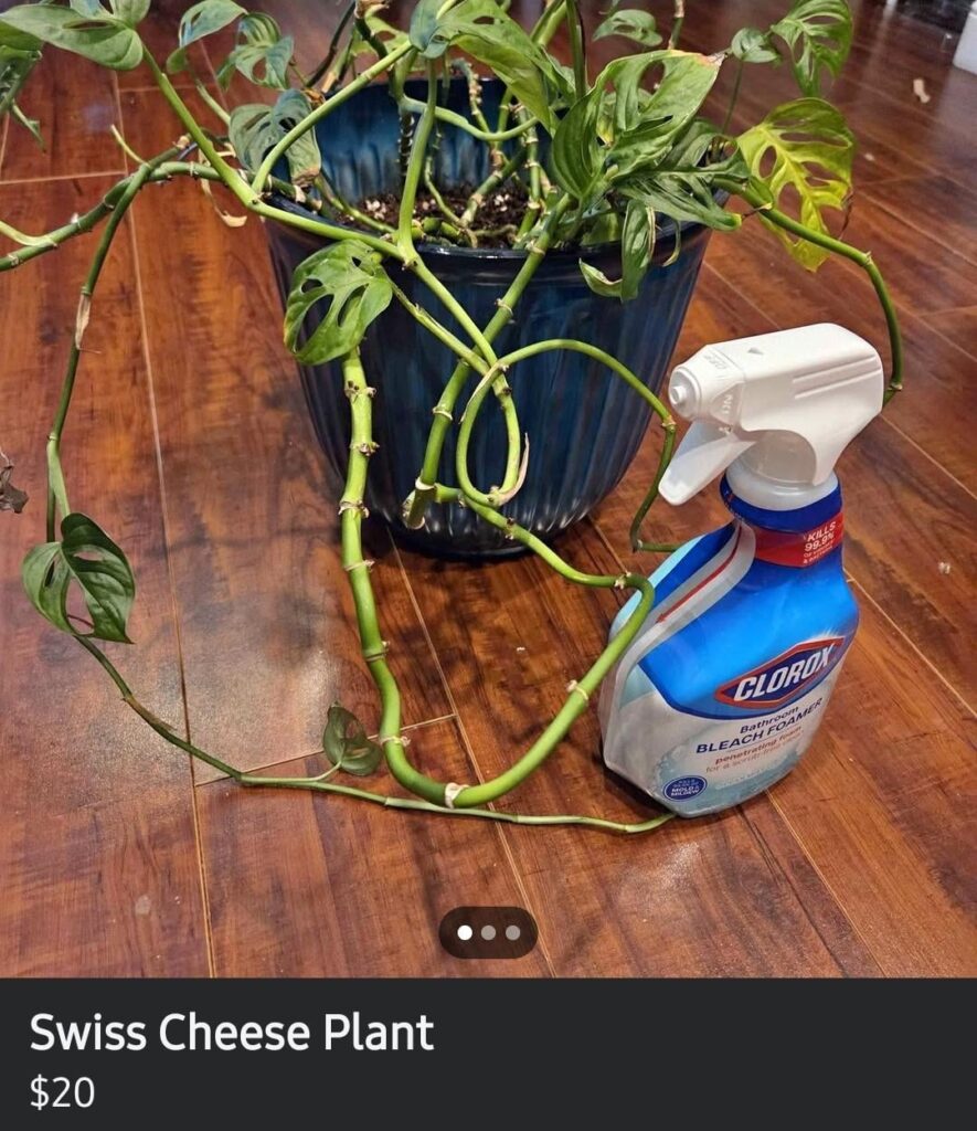 Kept growing pesky leaves with holes so I sprayed it with bleach