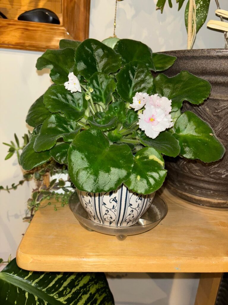 Flowers!!!!!