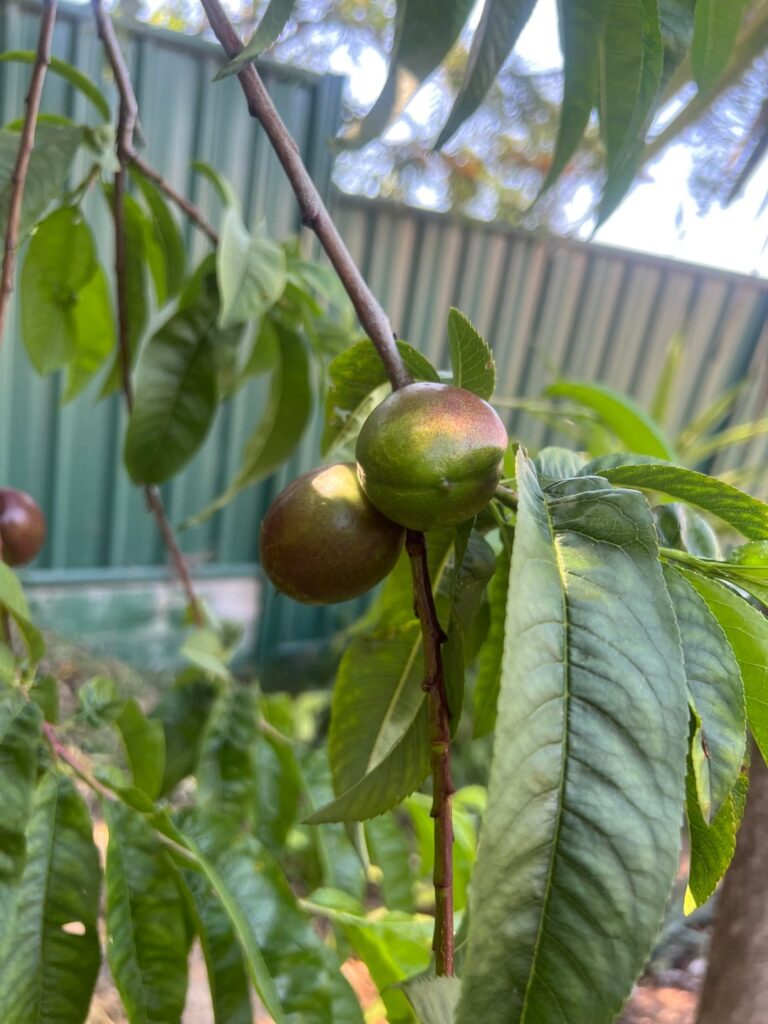 What is this plant/fruit