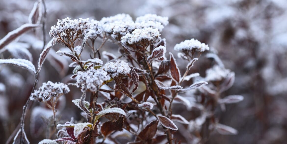 Left It Late? The Key December Garden Jobs You Can Still Squeeze In Before Winter