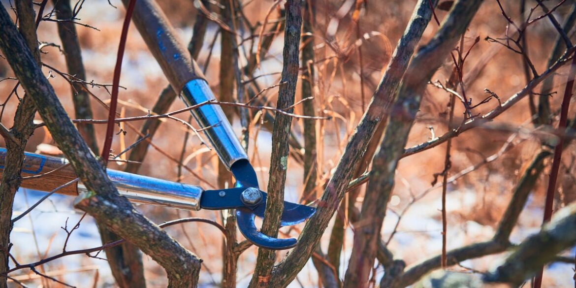 4 Plants To Prune In December Before It’s Too Late 4 Plants To Prune In December Before It’s Too Late