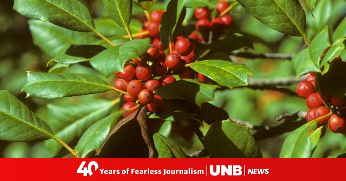 evergreen beauty with rich history