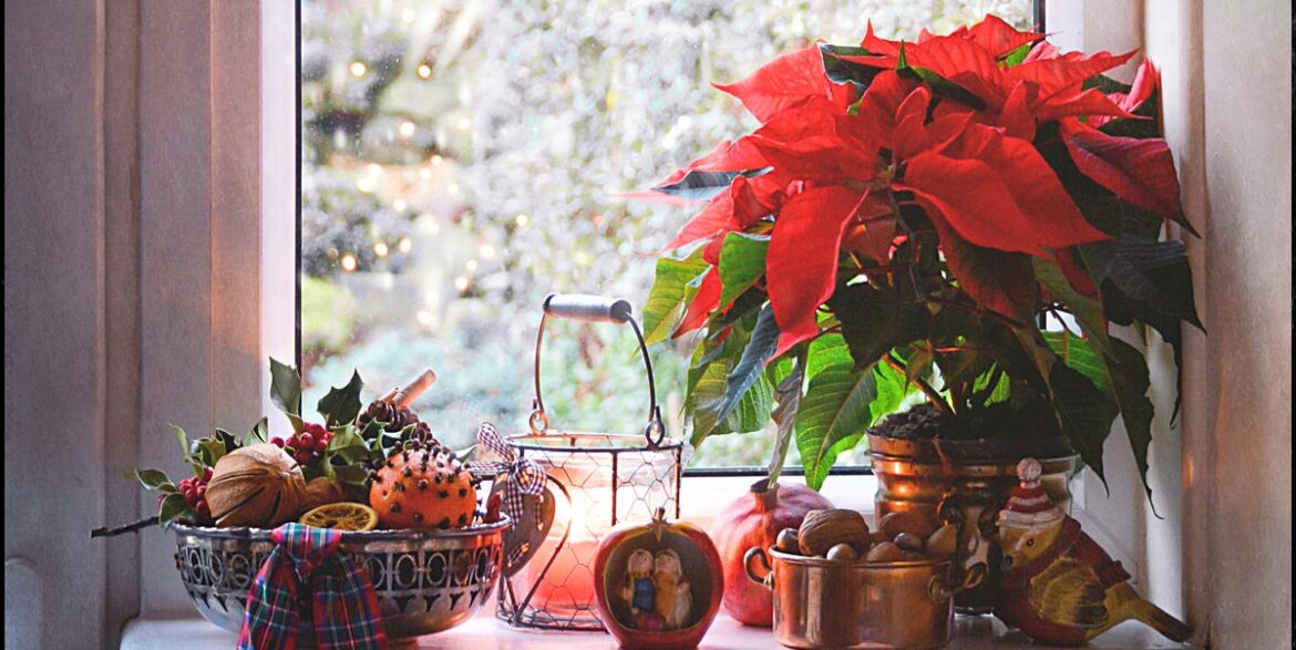 The Best Poinsettia Care Tips From Plant Experts The Best Poinsettia Care Tips From Plant Experts