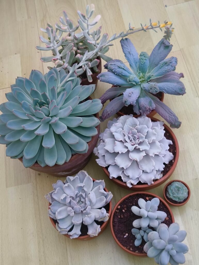 midwinter photoshoot