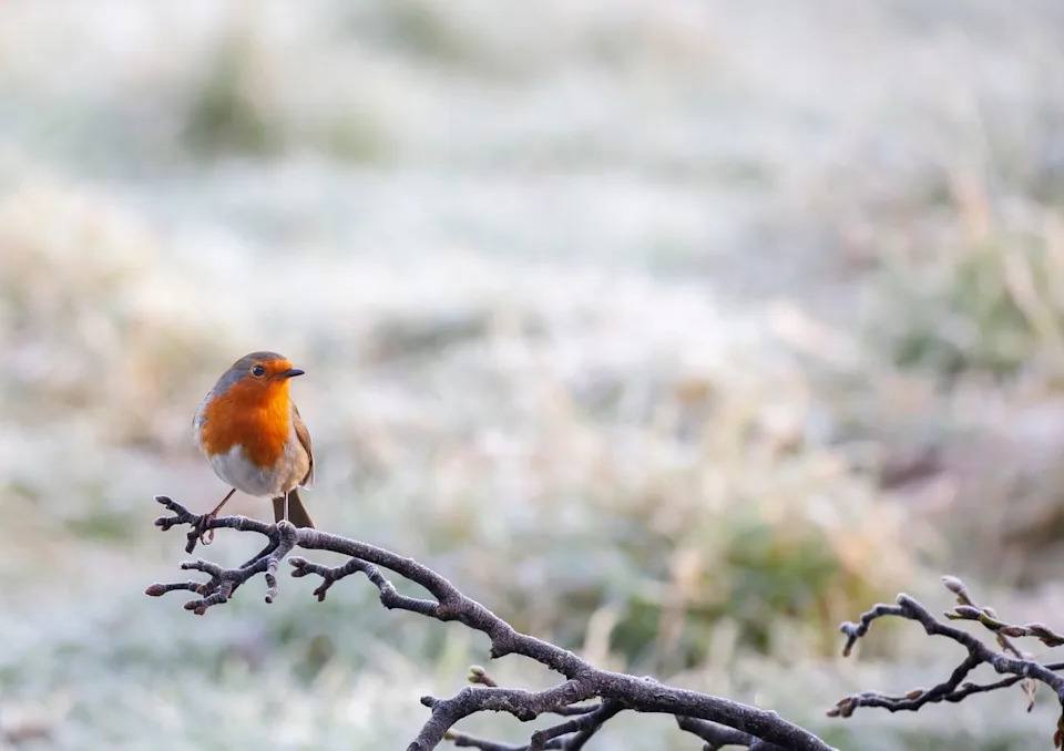 a european robin, erithacus rubecula, perching on a frosty branch with a defocussed snowy background.
