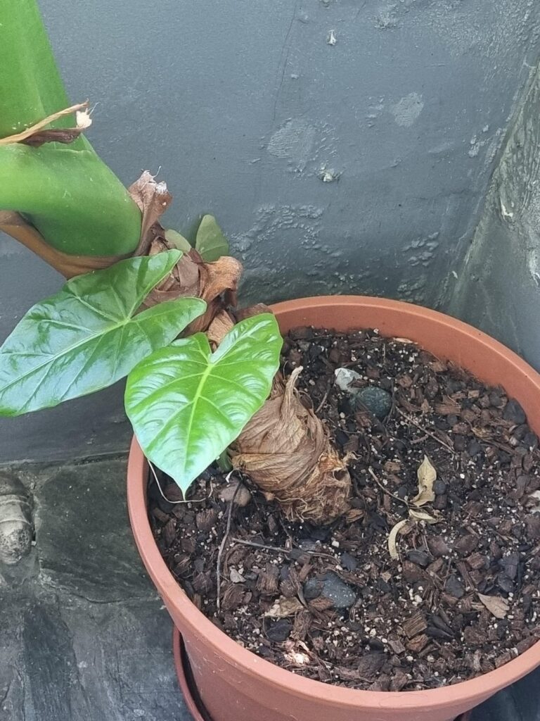 Can I report and bury deeper this Alocasia? Can I report and bury deeper this Alocasia?