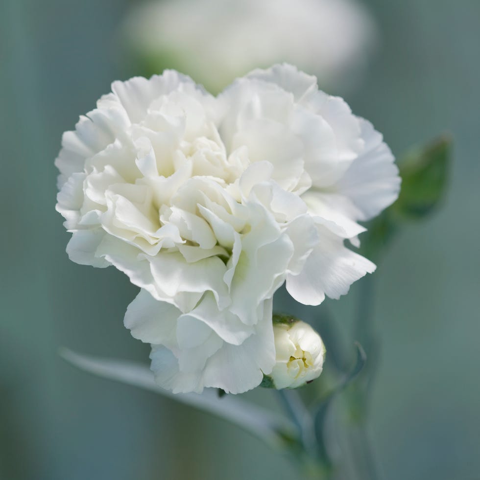 Dianthus 'Devon Dove' dianthus 'devon dove' flower