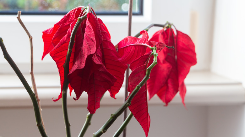 droopy leaves on a poinsettia, with some branches already bare