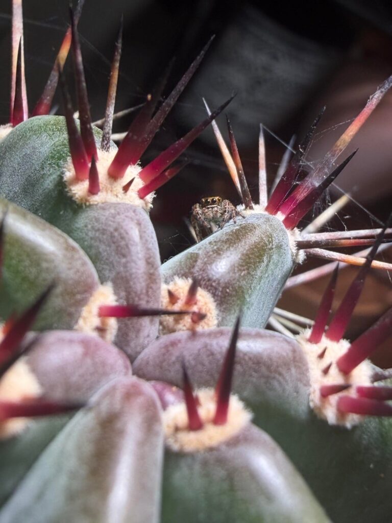 Enjoying my little cactus guardians.