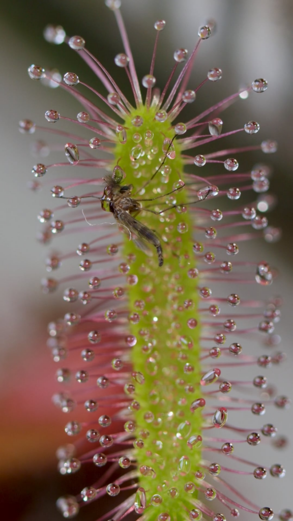 Close-up Timelapse I filmed of an Albino Cape Sundew eating a midge