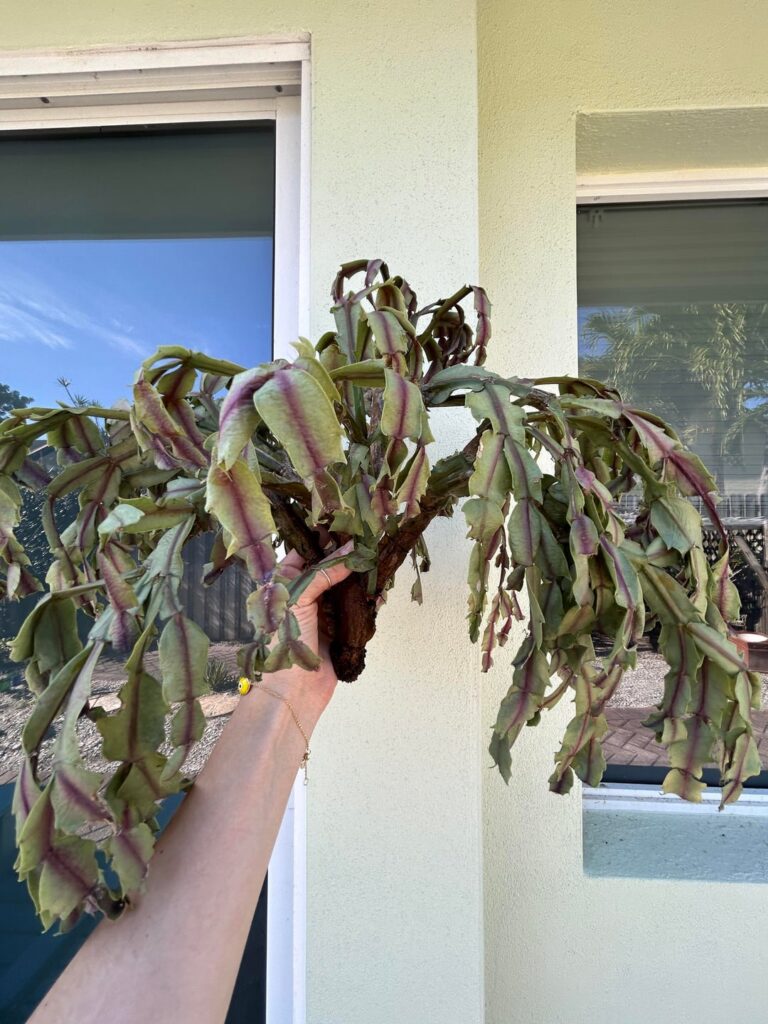 can i save my christmas cactus