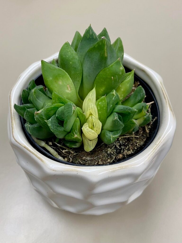 Rescue from Lowe’s