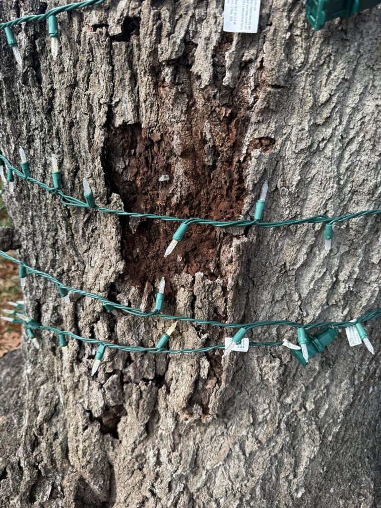 So do we have termites? Do we need to have someone take a look?