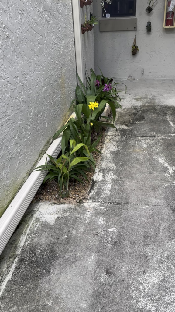 My entryway. Decorated with orchids hanging everywhere and ground orchids.