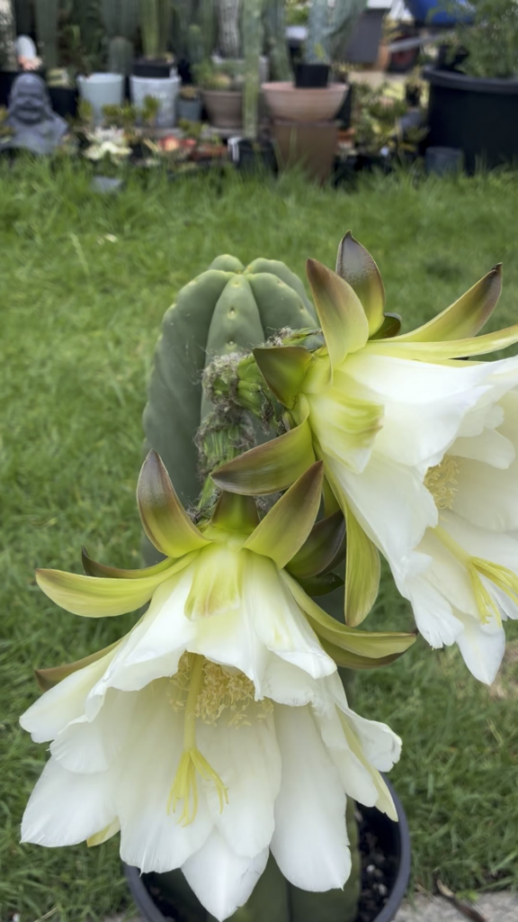 Have a look at those bloomers