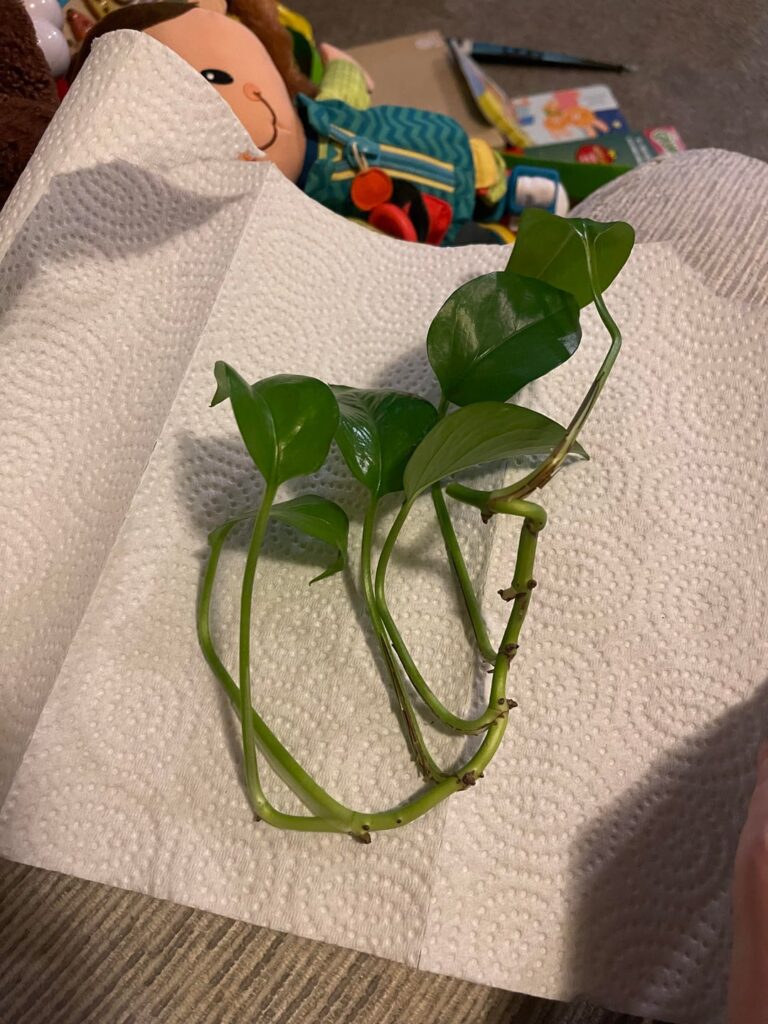 My mother in law gifted me this pothos cutting for Christmas!