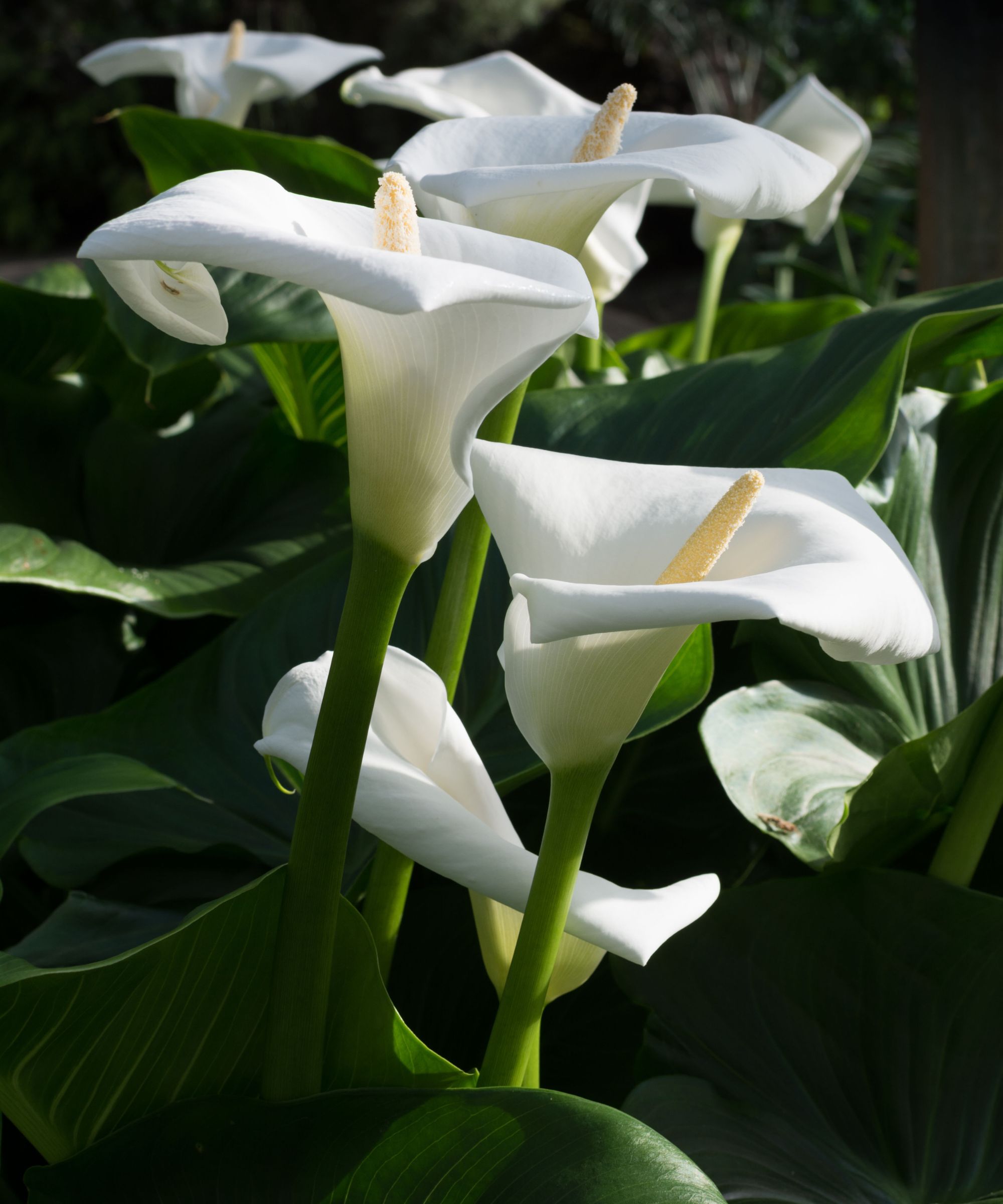 Calla lilies