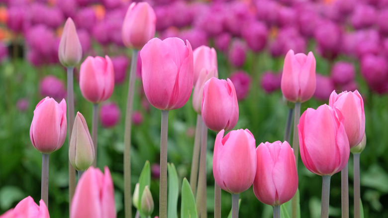 Pink 'Don Quichotte' tulips in bloom in a field