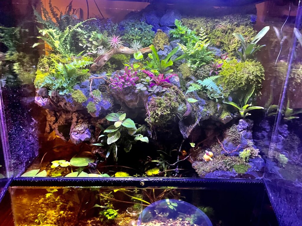 First Time Paludarium Project