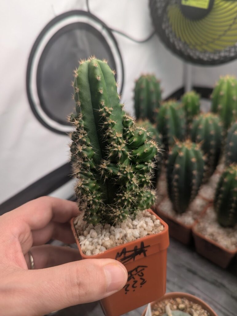 Update on pup freak