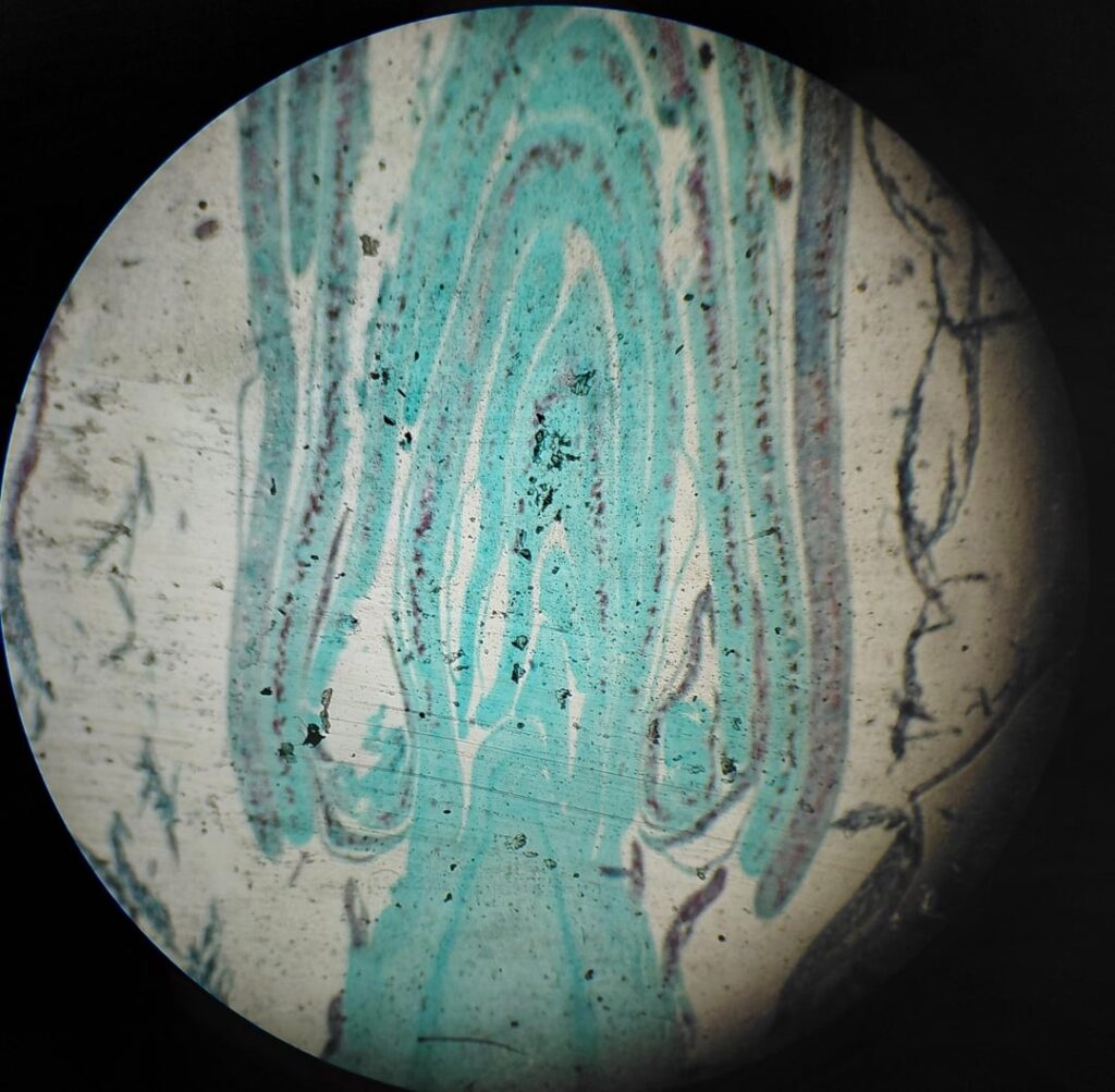 Help me with this mysterious prepared slide found in my science lab