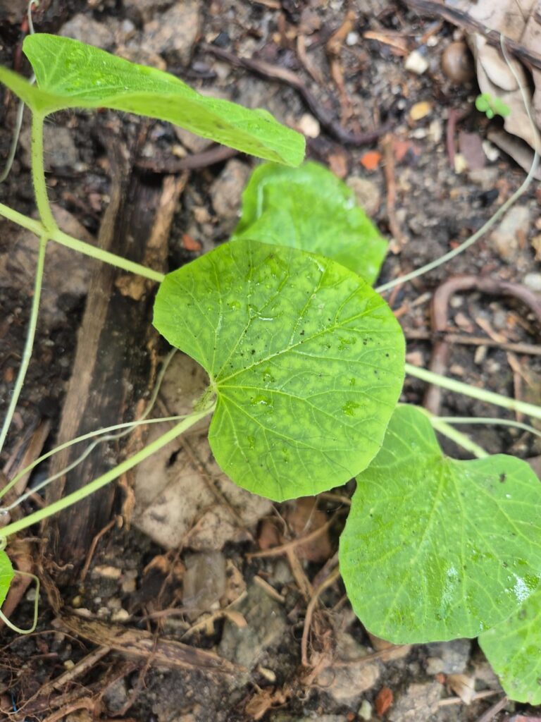 Any idea of what it is?