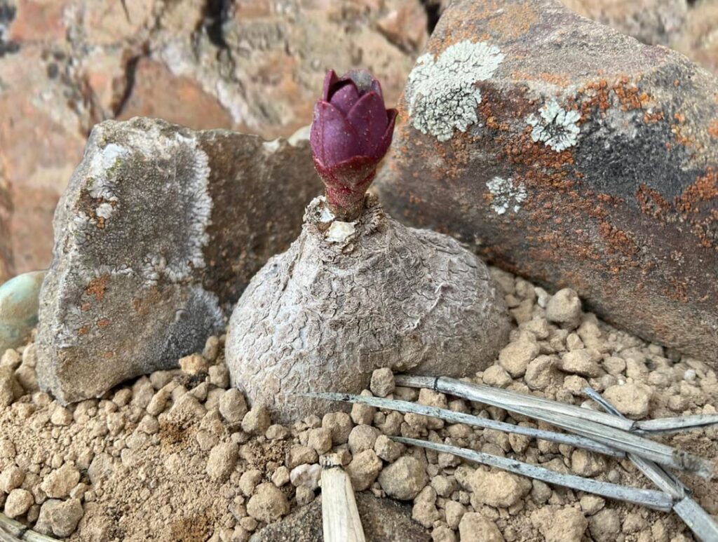 Euphorbia rapulum is opening