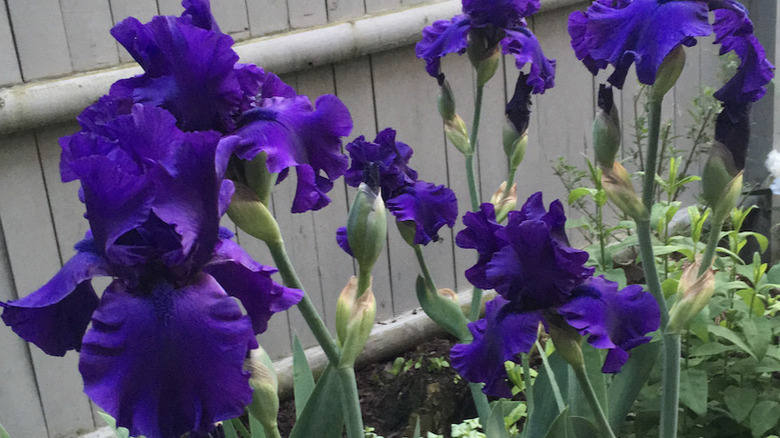 Deep purple 'Dusky Challenger' irises.