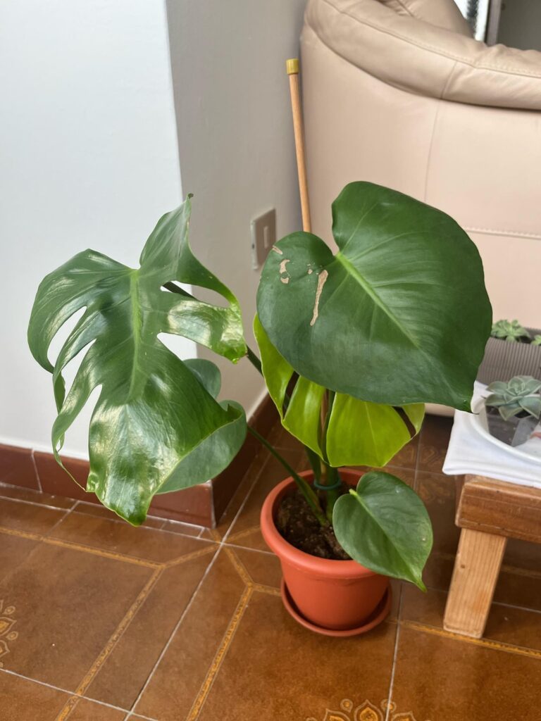 What should i do with this new leaf
