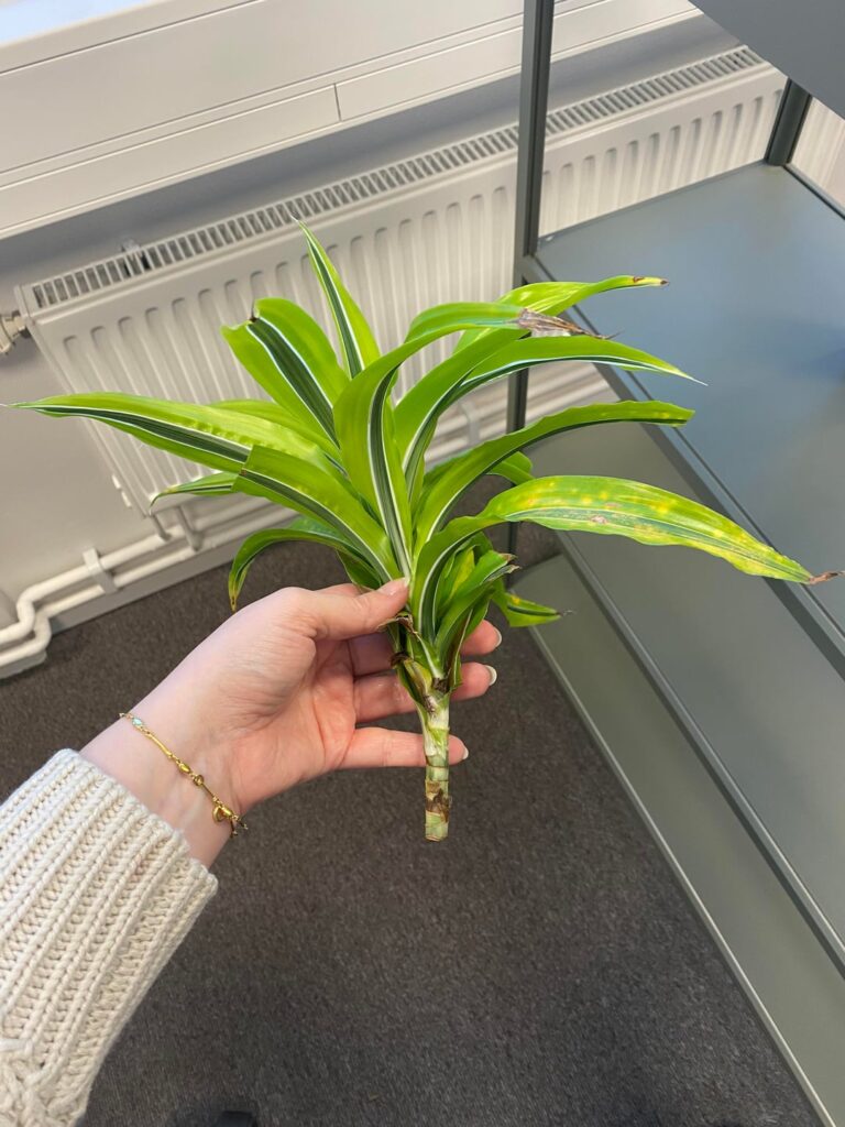 Please help me find its name so that I can learn how to take care of it :)