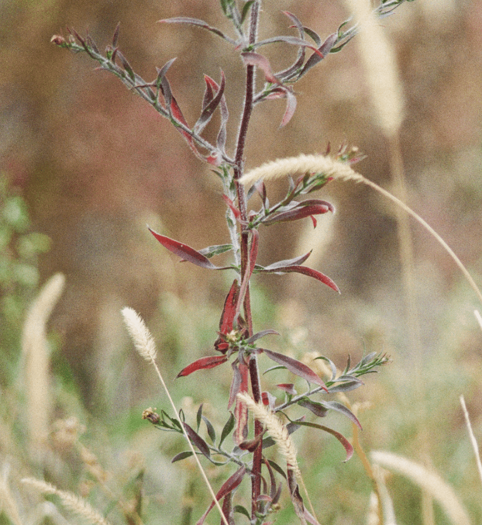 Midewin tallgrass prairie in IL