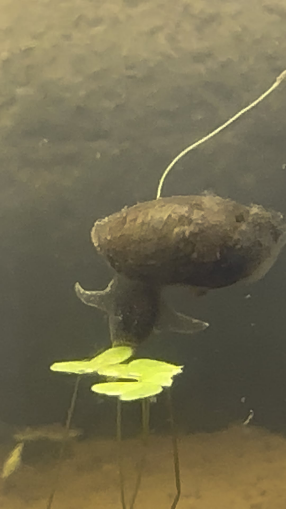 Any good recourses for learning about pond snails?