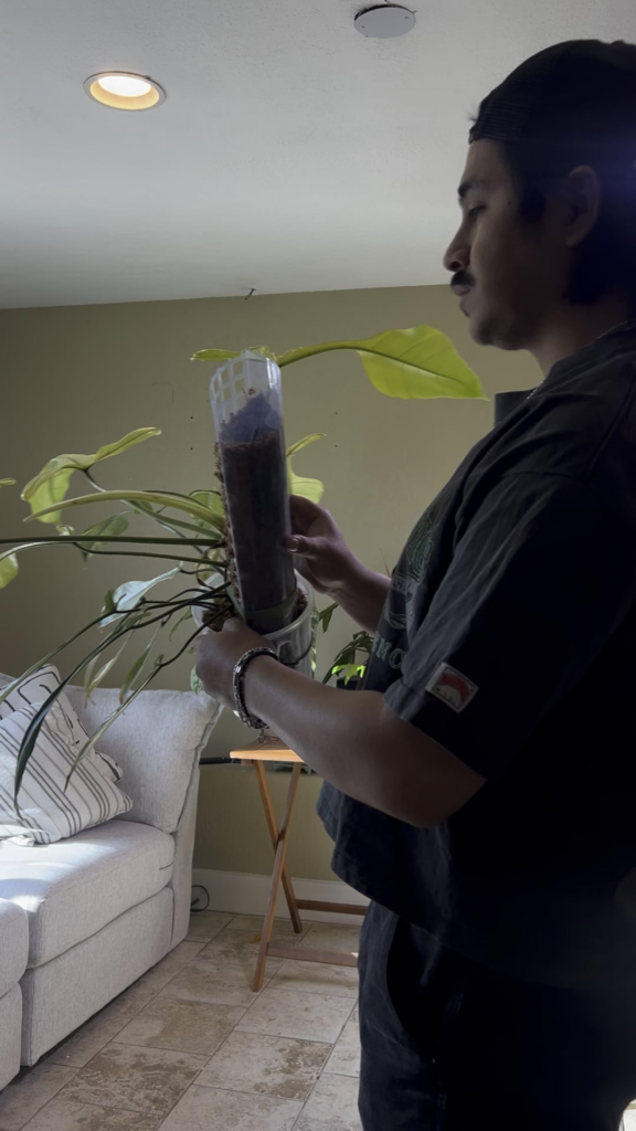 Philodendron Joepii Mint