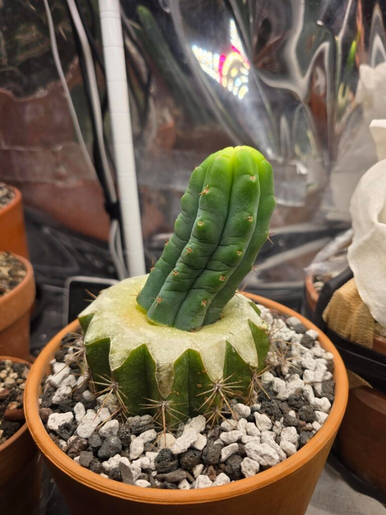 First 2 grafts successful 🙃🫠 be nice First 2 grafts successful 🙃🫠 be nice