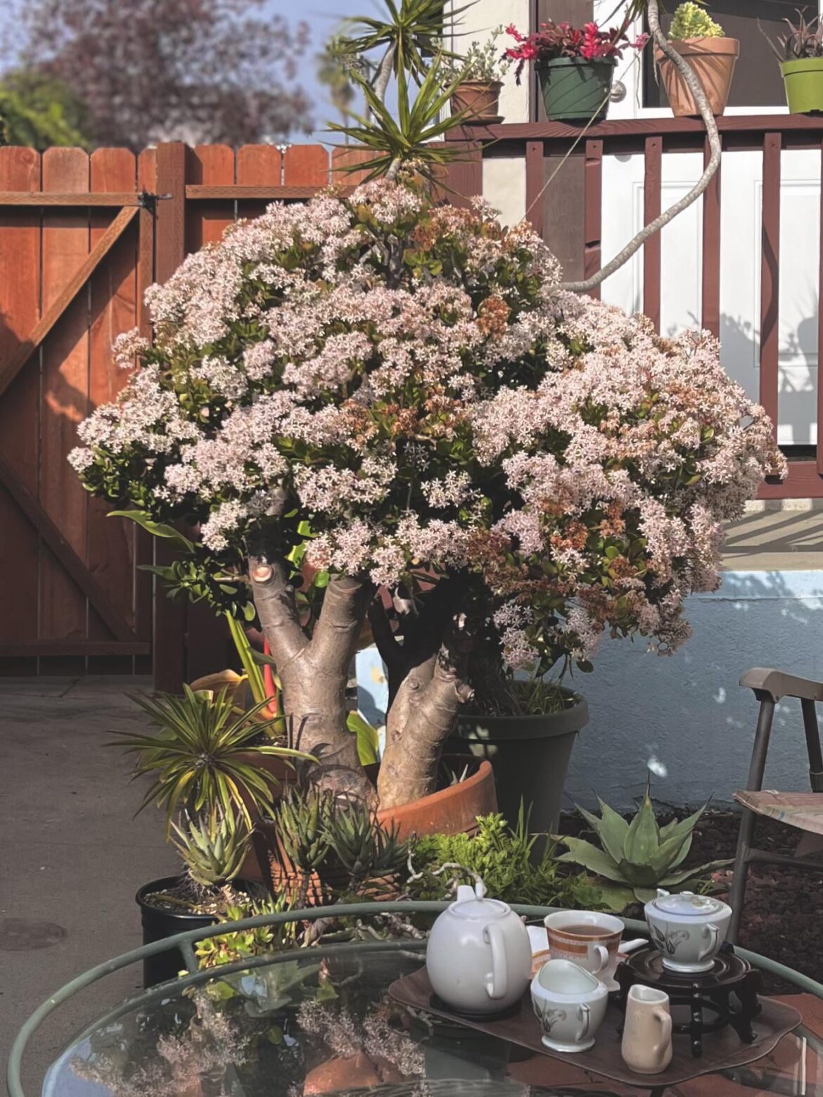 Took a moment this morning to sit and enjoy the height of the jade bloom 🤍🌸🫖